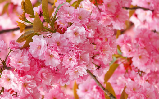 [EXO/민석백현종대세훈] 궁에 날아온 봄 꽃 (下) | 인스티즈