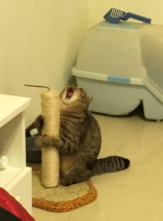 자고일어나니 집사가 캣타워를 철거하였다... | 인스티즈