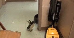 귀여운 동 물들 | 인스티즈