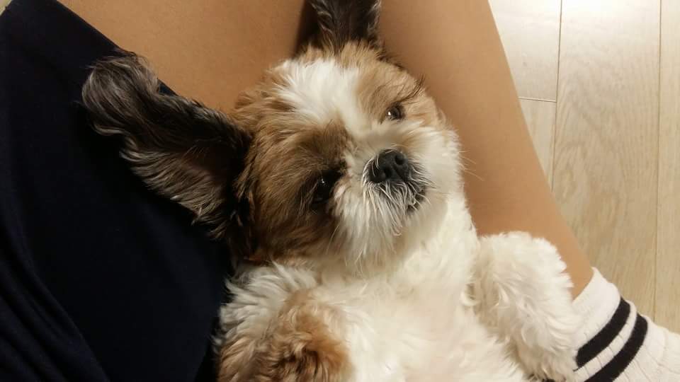 귀여운 강아지 | 인스티즈