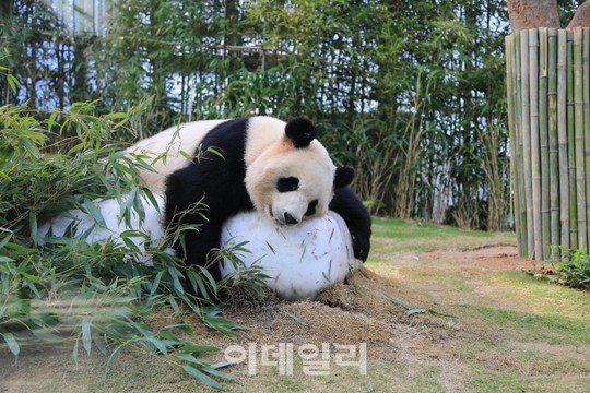 비정상회담) 에버랜드에서 오늘 판다월드 개장했다는데 왜 슈슈 생각이 나냐ㅋㅋㅋ | 인스티즈