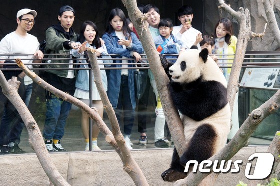 비정상회담) 에버랜드에서 오늘 판다월드 개장했다는데 왜 슈슈 생각이 나냐ㅋㅋㅋ | 인스티즈