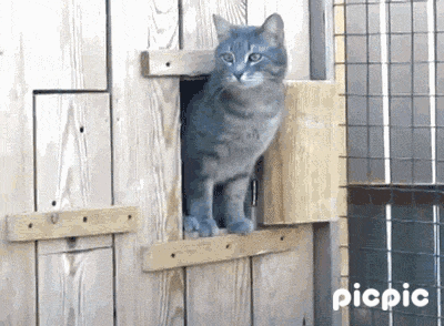 귀여운 동 물들 | 인스티즈