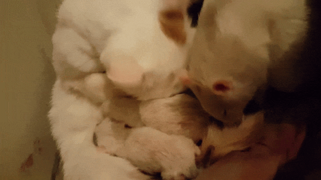 쥐와 고양이 친구 | 인스티즈