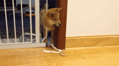 냥 vs 멍 | 인스티즈