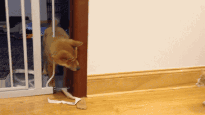 냥 vs 멍 | 인스티즈