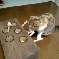 본격 고양이 능욕놀이기구 | 인스티즈