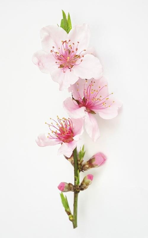 도깨비) 써니가 흔든 꽃 복숭아꽃 아님? | 인스티즈