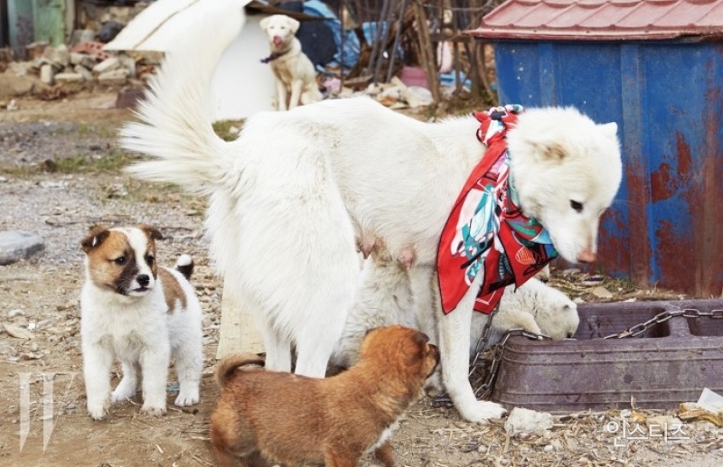 W의 획기적인 명품화보.jpg(feat. Grandmother And Sigol Ddong GangAji) | 인스티즈