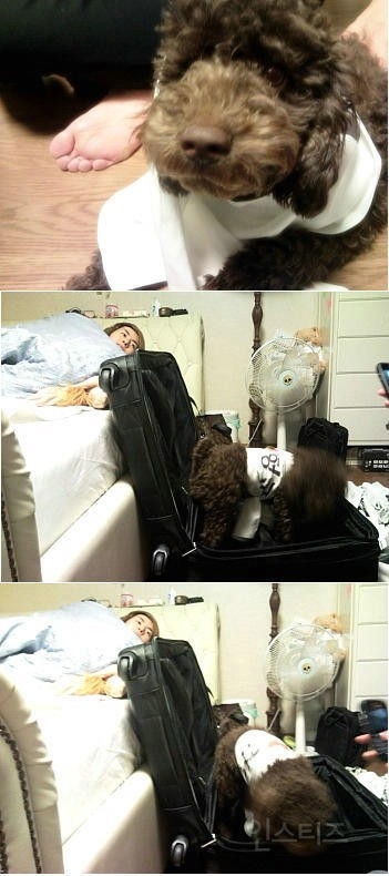 토이푸들 샀다가 개사기당한 김형준.jpg | 인스티즈