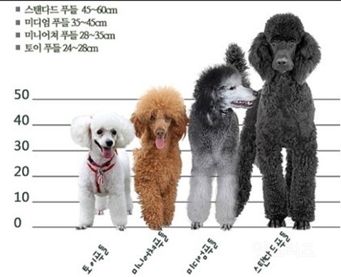 토이푸들 샀다가 개사기당한 김형준.jpg | 인스티즈