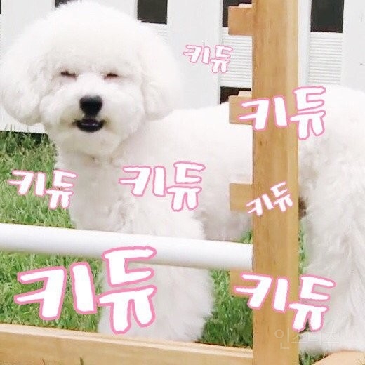 강아지랑 주인이랑은 닮는다(exo) | 인스티즈