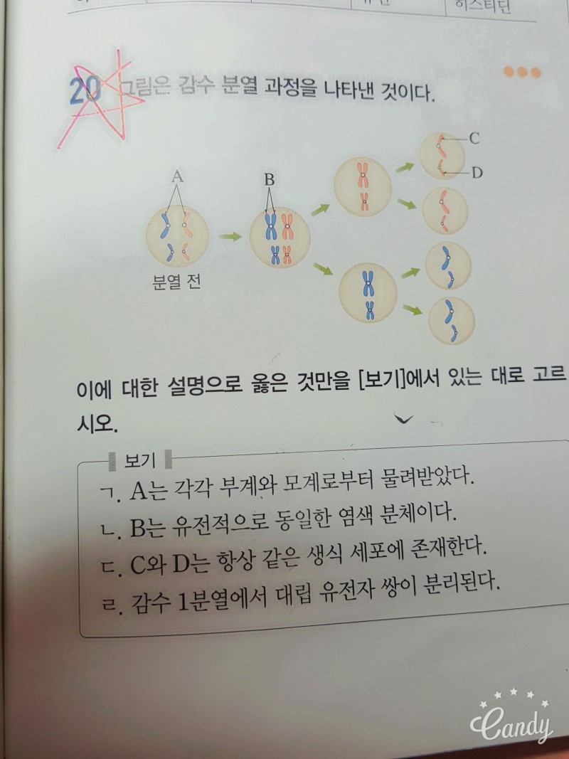 감수분열 질문 | 인스티즈