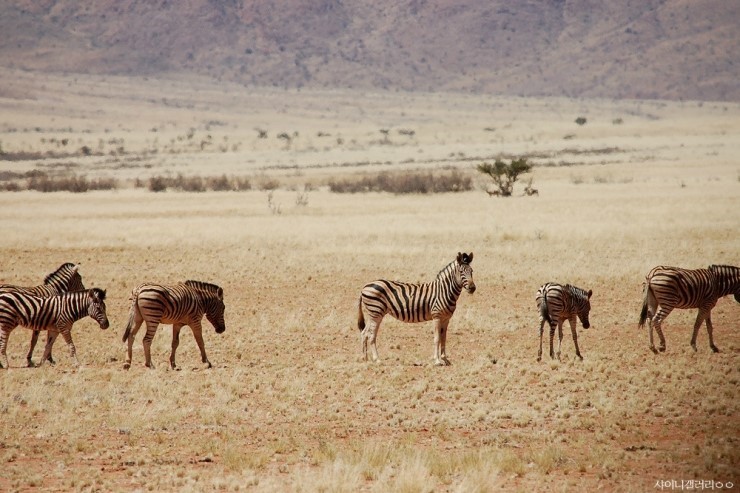 샤이니팬들이 타가수&배우찍으면 일어나는 일(본진사진주의) | 인스티즈