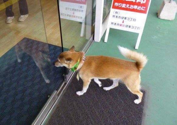 출근하는 강아지 사원을 위한 출입구.jpg | 인스티즈