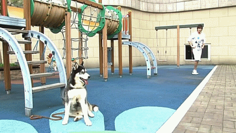 애완견조차 극과 극인 아이돌그룹 (ft.이름) | 인스티즈