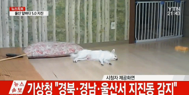 벌떡 일어나는 댕댕이 무슨 종이야?????? | 인스티즈