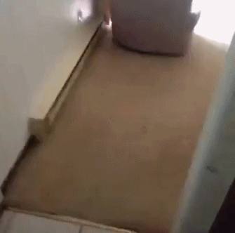 1초만에 강아지 소환하는법.gif | 인스티즈