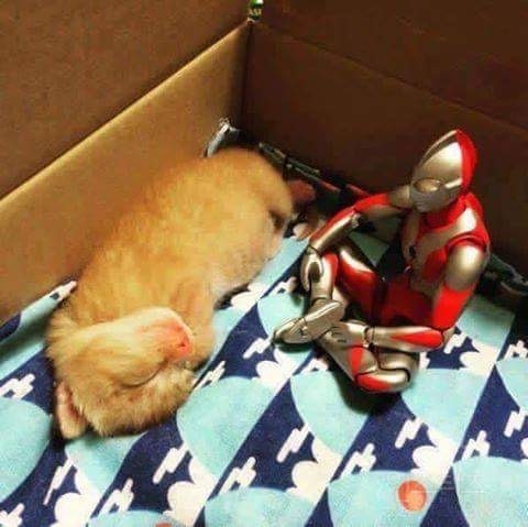 아기 냥이 돌보는 울트라집사 | 인스티즈