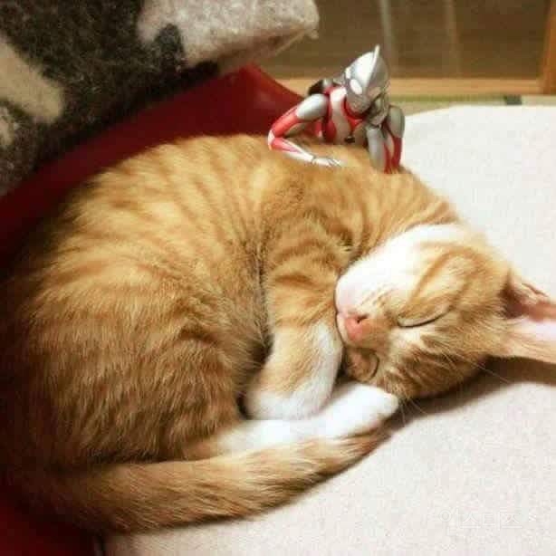 아기 냥이 돌보는 울트라집사 | 인스티즈