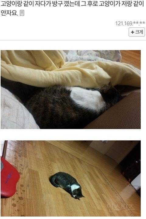 방구가 고양이에게 미치는 영향 | 인스티즈