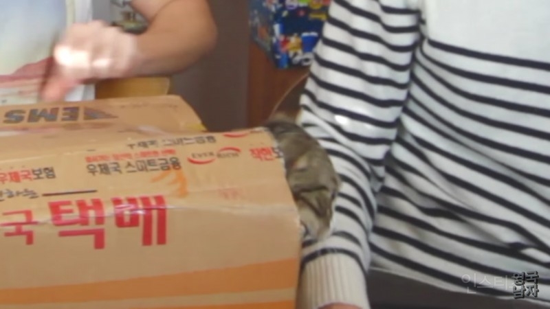 택배로 고양이 받은 영국남자 | 인스티즈
