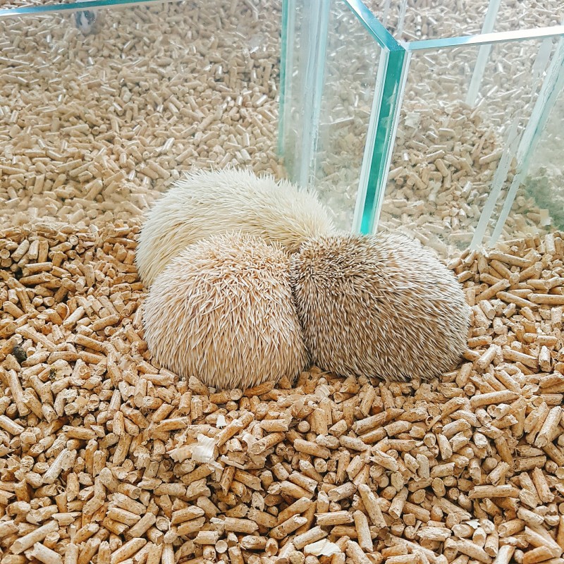 오늘 동물원 갔는데 고슴도치가 자고 있더라고 | 인스티즈