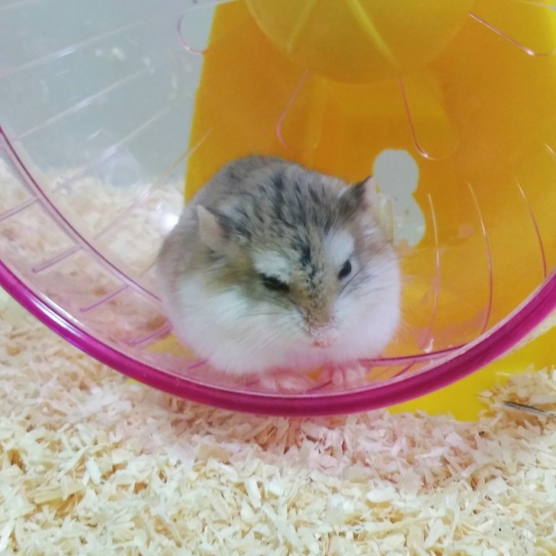 우리 집 새 친구 보고가 (햄스터 주의/쁘띠함 주의) | 인스티즈