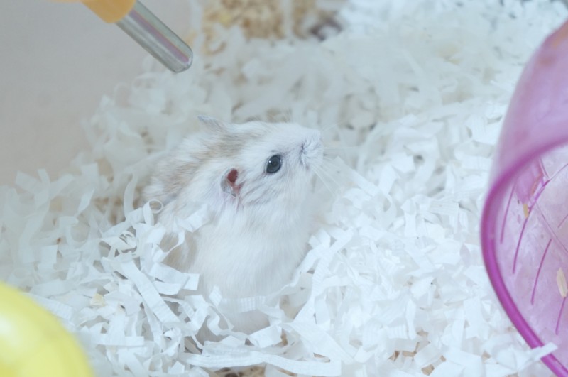 우리 집 새 친구 보고가 (햄스터 주의/쁘띠함 주의) | 인스티즈