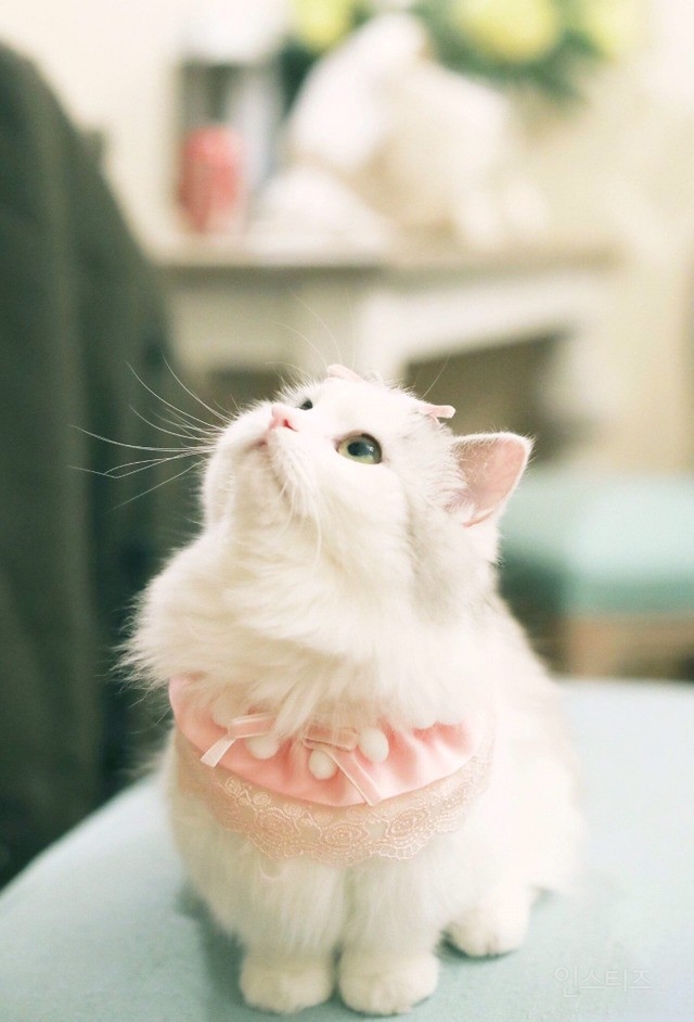 회사에 출근을 못하는 이유 | 인스티즈