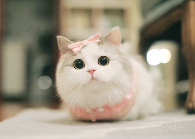 회사에 출근을 못하는 이유 | 인스티즈