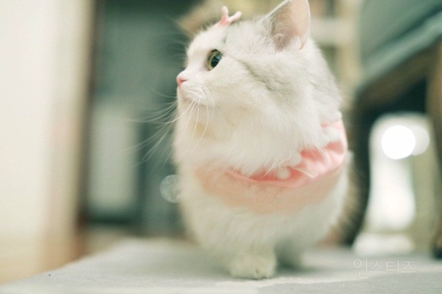 회사에 출근을 못하는 이유 | 인스티즈