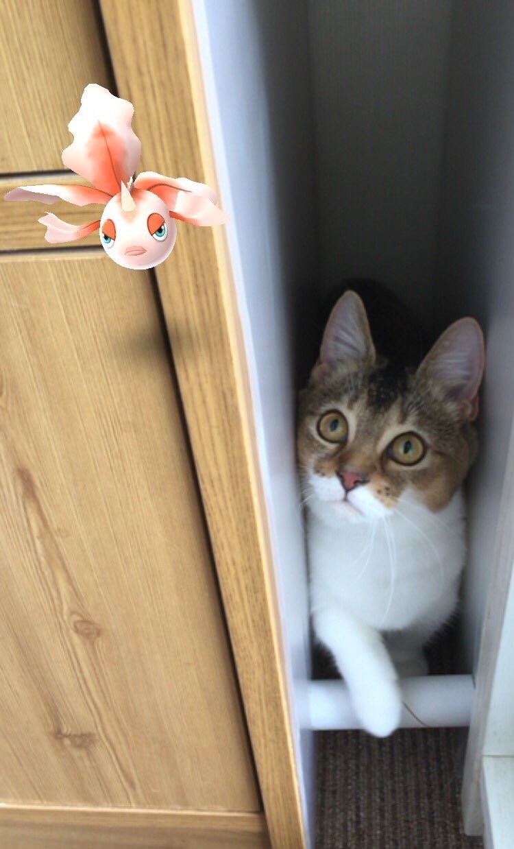 고양이 눈에 포켓몬고 달려써?? | 인스티즈