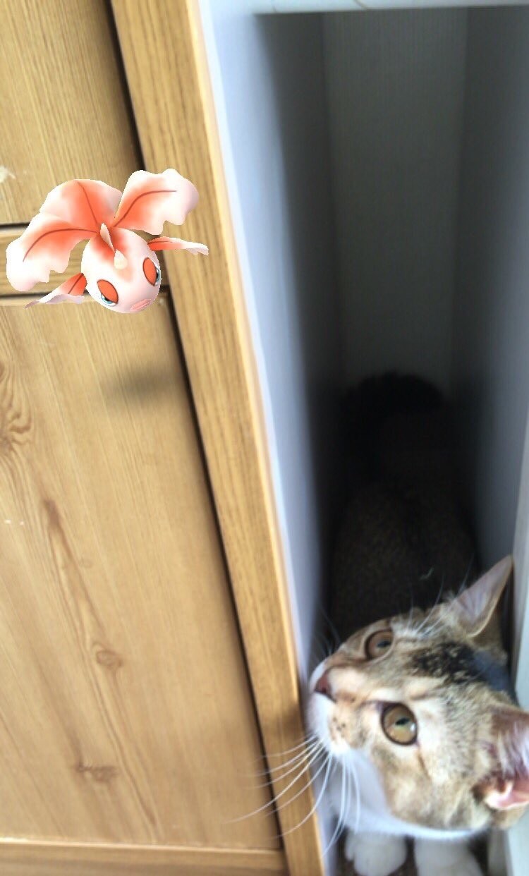 고양이 눈에 포켓몬고 달려써?? | 인스티즈