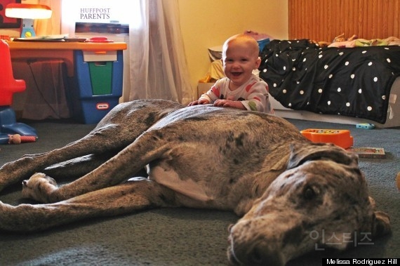 아기와 반려견_jpg | 인스티즈