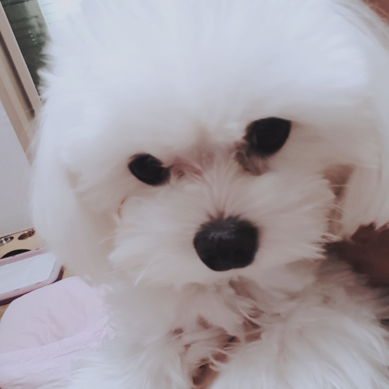 우리 언니 집에는 유독 코가 없는 인형이 많다 | 인스티즈