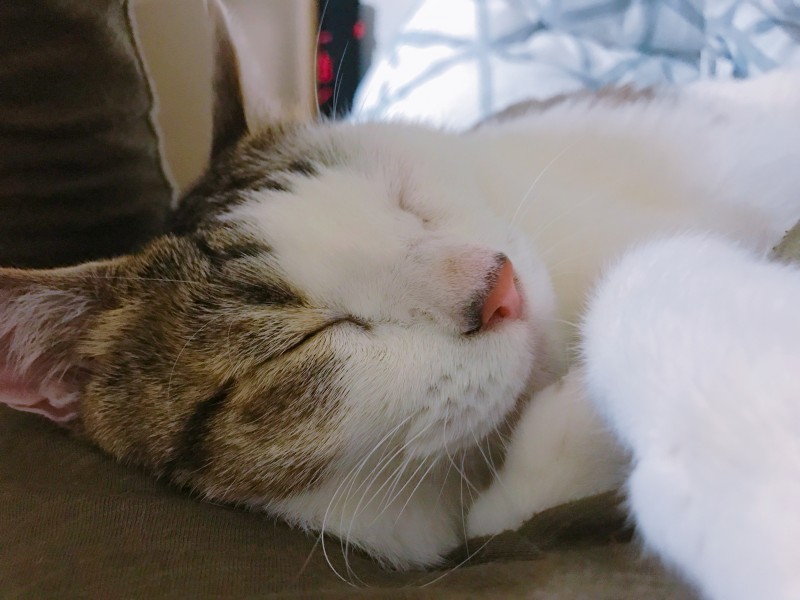 정말 다들 고양이 해..40 | 인스티즈