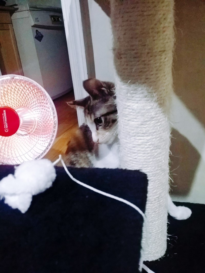 우리 예쁜 코코 보고 가랑 | 인스티즈