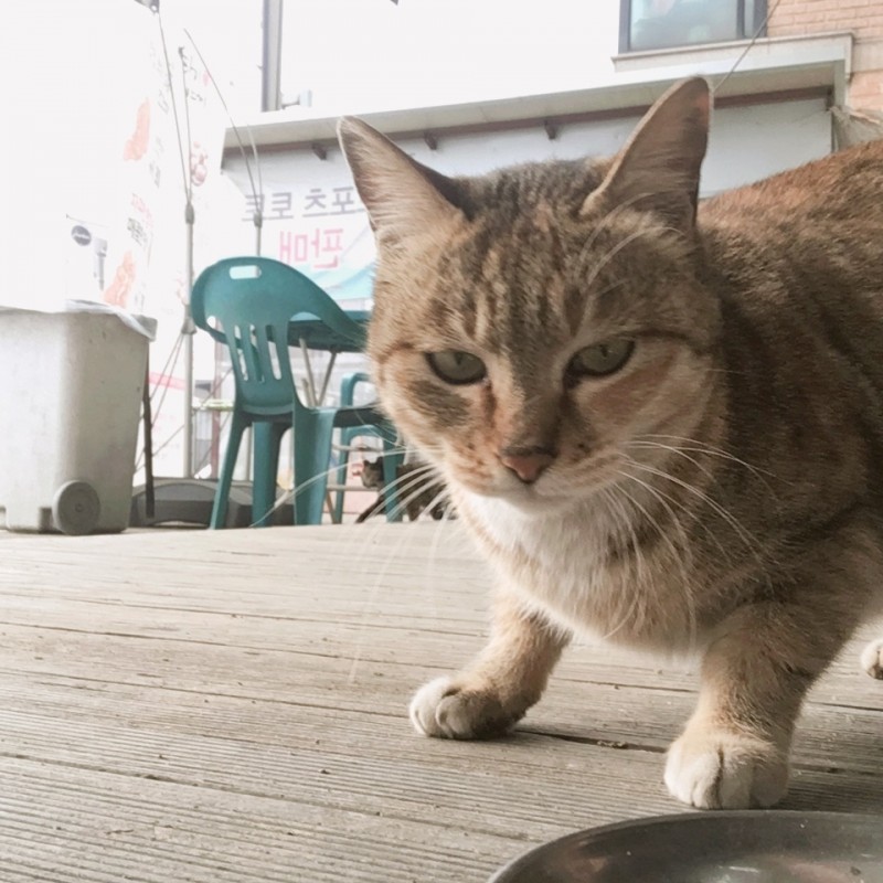 편의점에 자주오는 길고양이가 나한테 몸을 비비는데 뭐야? | 인스티즈