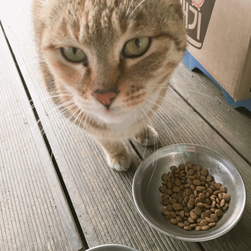 편의점에 자주오는 길고양이가 나한테 몸을 비비는데 뭐야? | 인스티즈