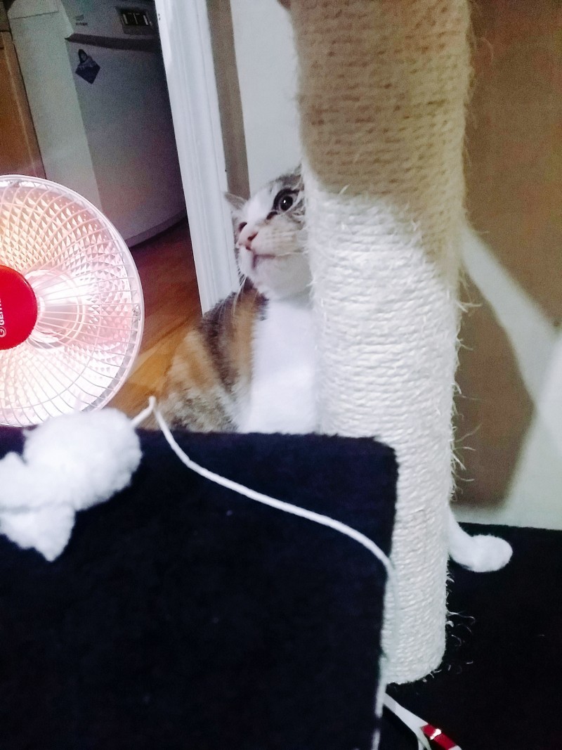 우리 예쁜 코코 보고 가랑 | 인스티즈