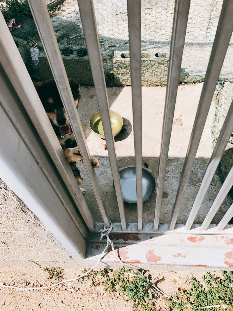 ㅠㅠ길 지나가다 본 강아지 예뻐쥬금 | 인스티즈