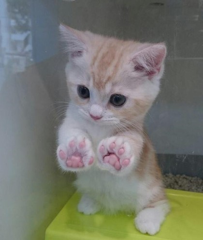 인생 살면서 본 제일 귀여운 고양이짤 | 인스티즈