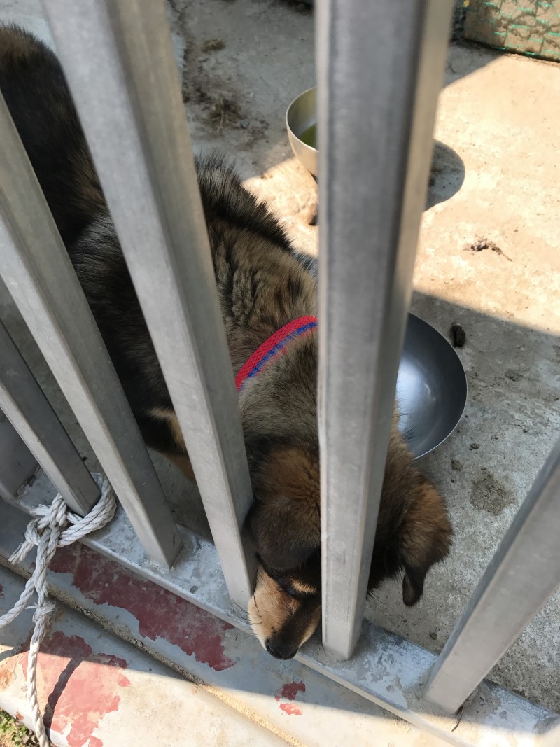 ㅠㅠ길 지나가다 본 강아지 예뻐쥬금 | 인스티즈