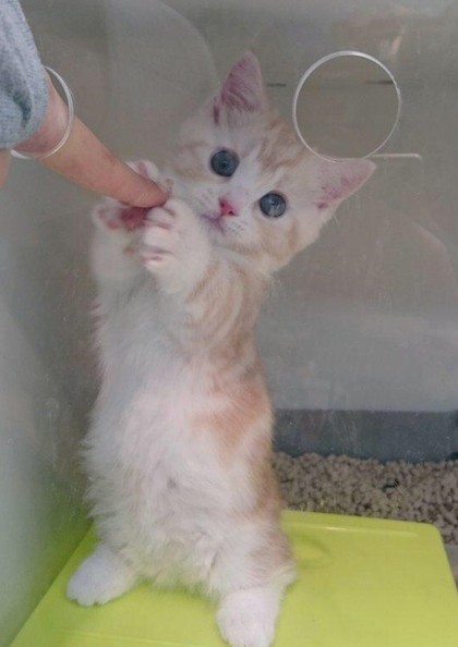 인생 살면서 본 제일 귀여운 고양이짤 | 인스티즈