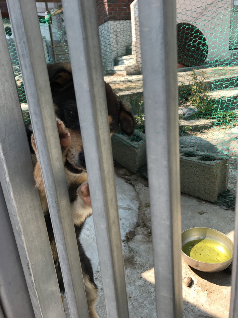 ㅠㅠ길 지나가다 본 강아지 예뻐쥬금 | 인스티즈