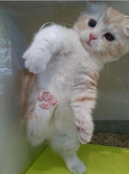 인생 살면서 본 제일 귀여운 고양이짤 | 인스티즈