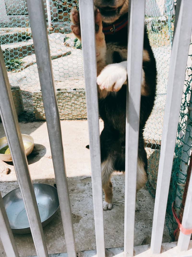 ㅠㅠ길 지나가다 본 강아지 예뻐쥬금 | 인스티즈