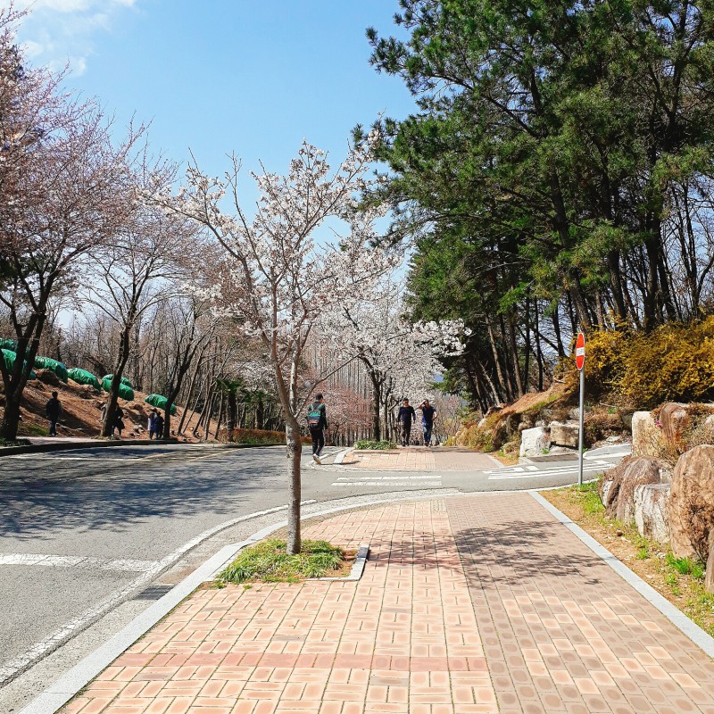 꽃 피었다 | 인스티즈