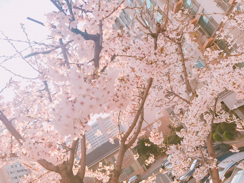 비 오기 전에 찍은 벚꽃❣️ | 인스티즈